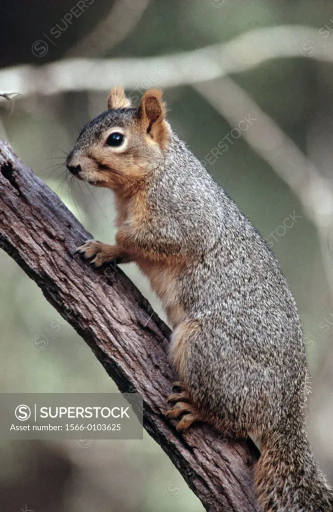 Fox Squirrel (Sciurus niger). Texas. USA