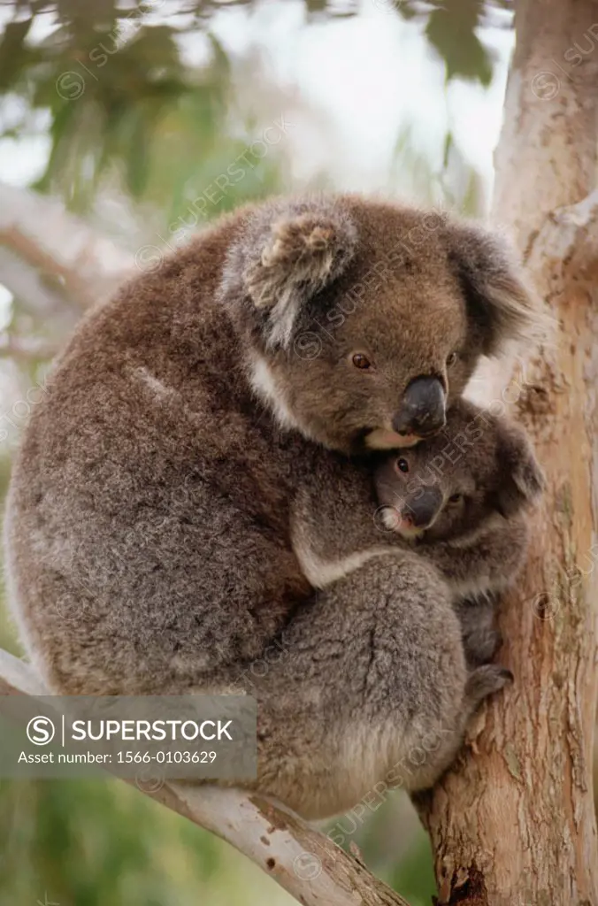 Koalas (Phascolarctos cinereus), mother and young. Australia