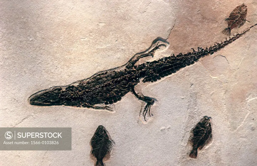 Alligator, species unknown, and fossil fish, Priscacara liops. Green River Formation. Wyoming. USA