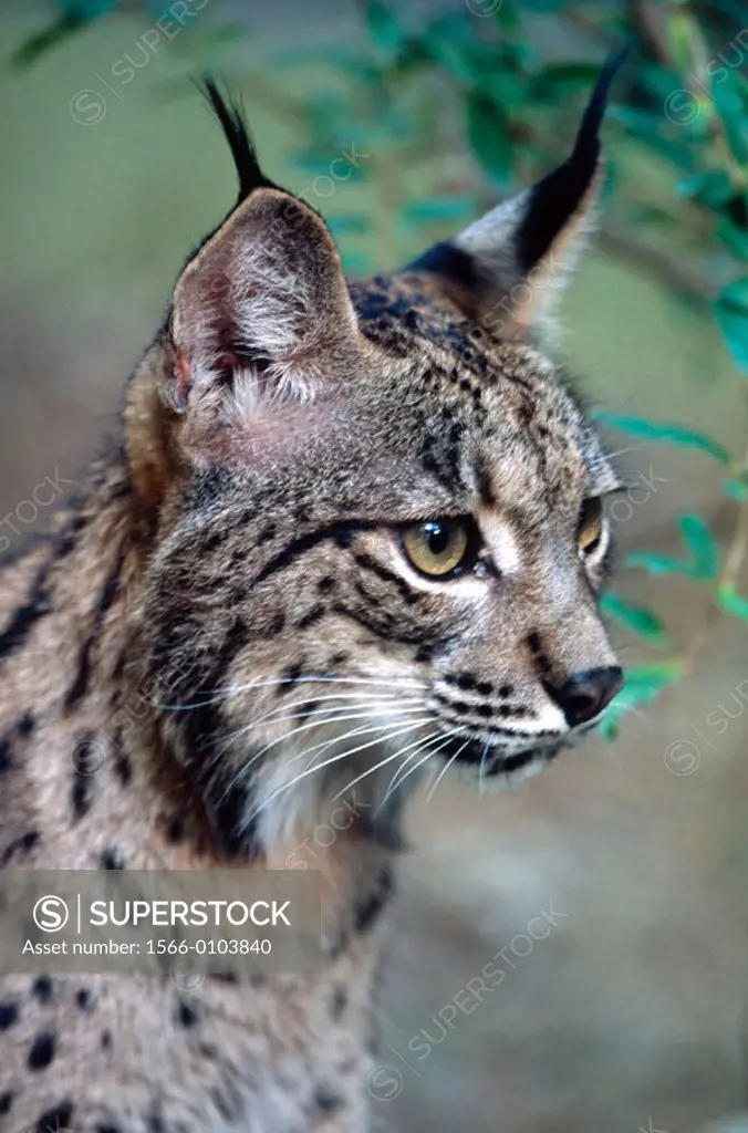 Iberian Lynx (Lynx pardinus), endangered species. Spain