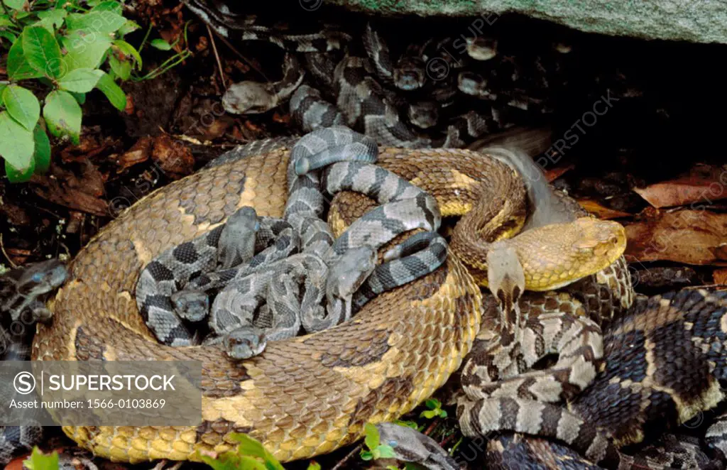 Adult and young Timber Rattlesnakes (Crotalus horridus), USA