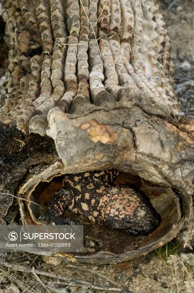 Gila Monster (Heloderma suspectum). One of only two venomous lizards in the world, in Saguaro cactus ´boot´. Delivers venom through grooved teeth, fee...