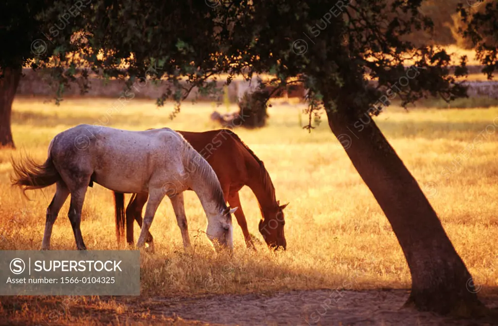 Horses. Monfrague Natural Park. Caceres province. Spain