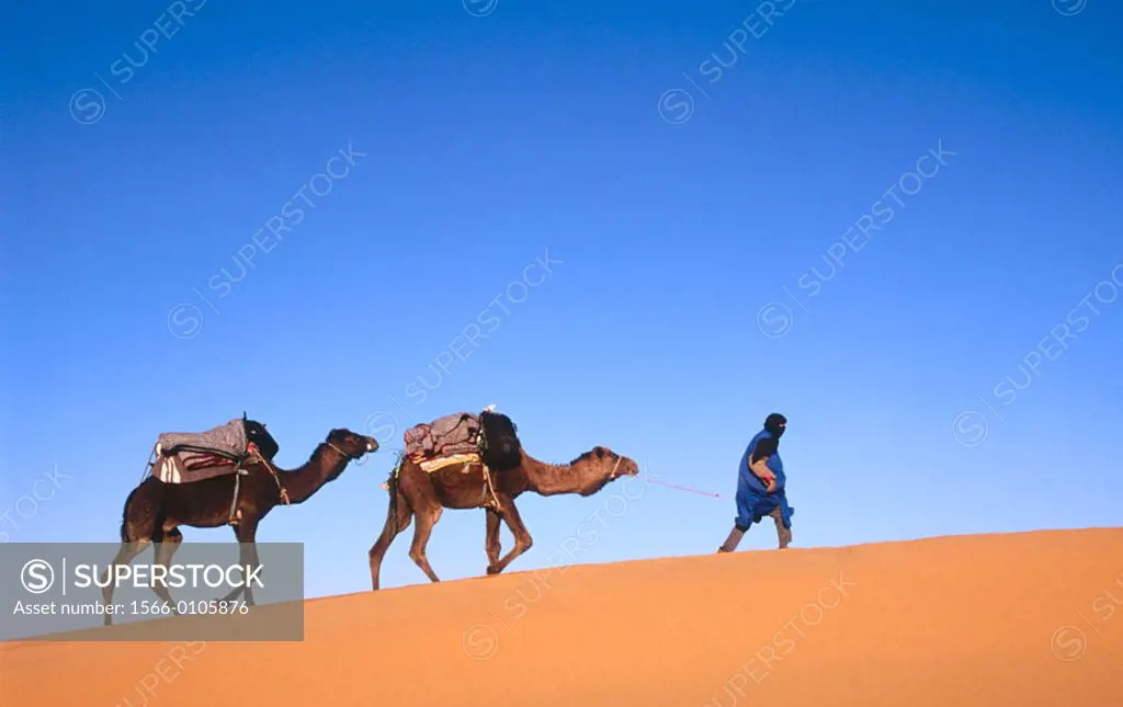Journey with camels. Erg chebbi dessert. Merzouga. Tafilalt. Morocco