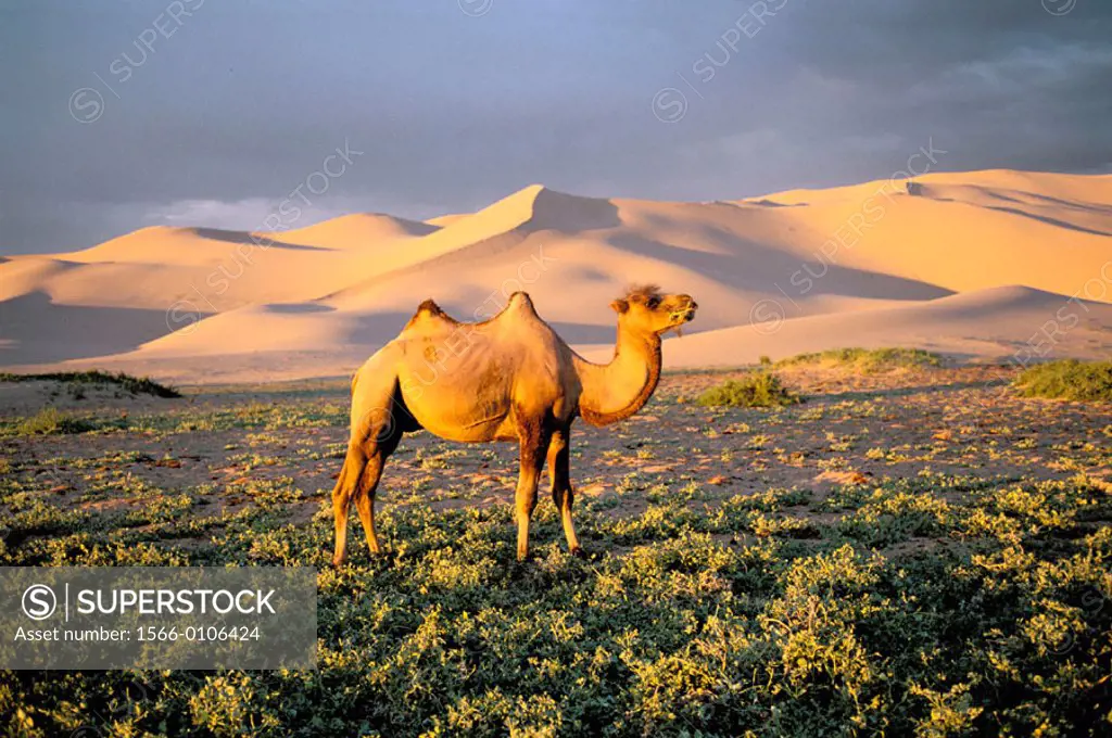 Bactrian Camel. Khongoryn Els Dune. Gobi Desert. Gobi National Park. Omnogov province. Mongolia