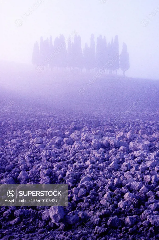 Cypress in mist at Siena region. Tuscany, Italy