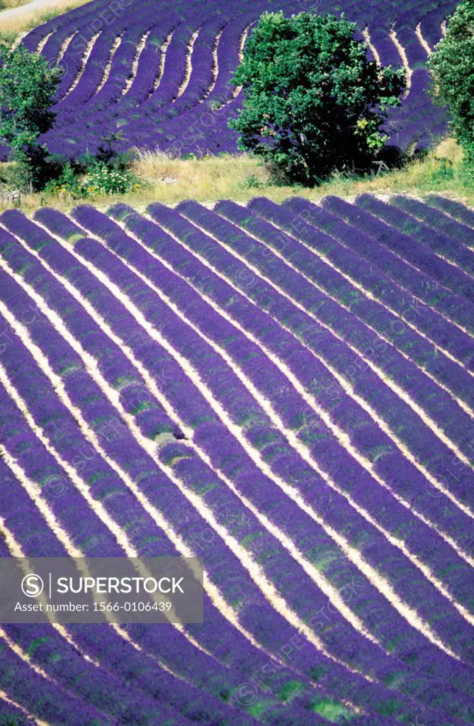 Lavender fields. Sault. Vaucluse. Provence. France