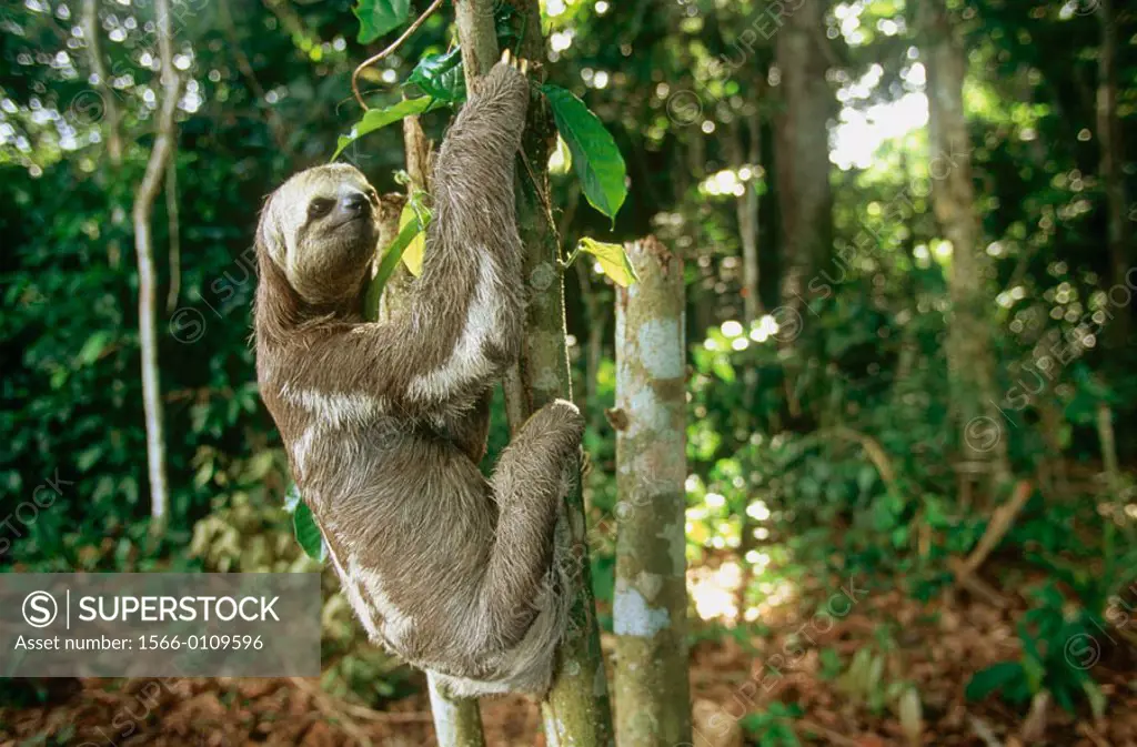 Three-toed Sloth (Bradypus variegatus)