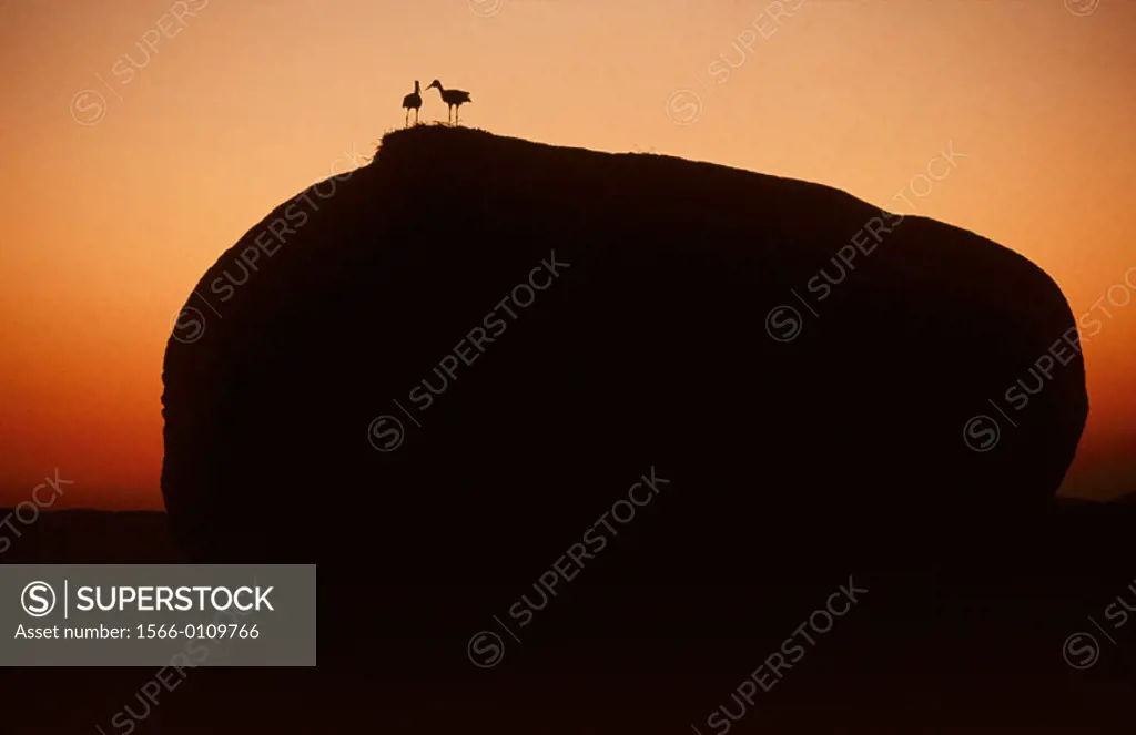 Storks at Los Barruecos. Cácere province. Spain