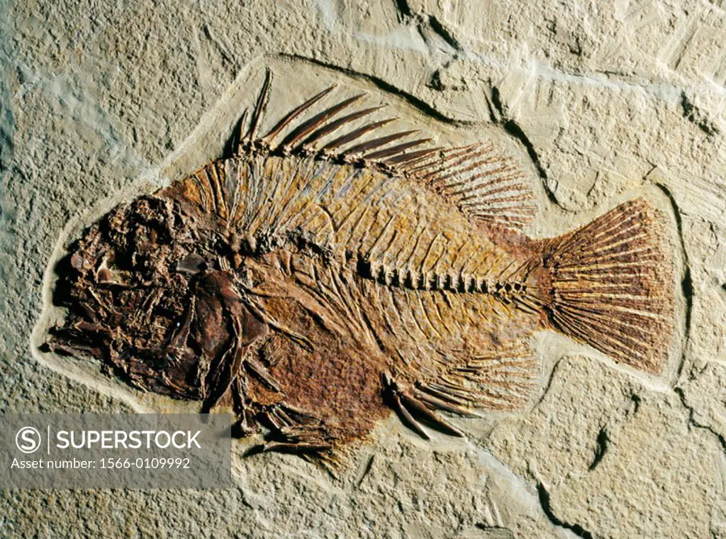 Fossil fish (Priscacara sp.). Eocene. Wyoming. USA
