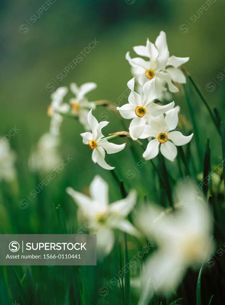 Daffodils (Narcissus poeticus). Pyrenees flowers