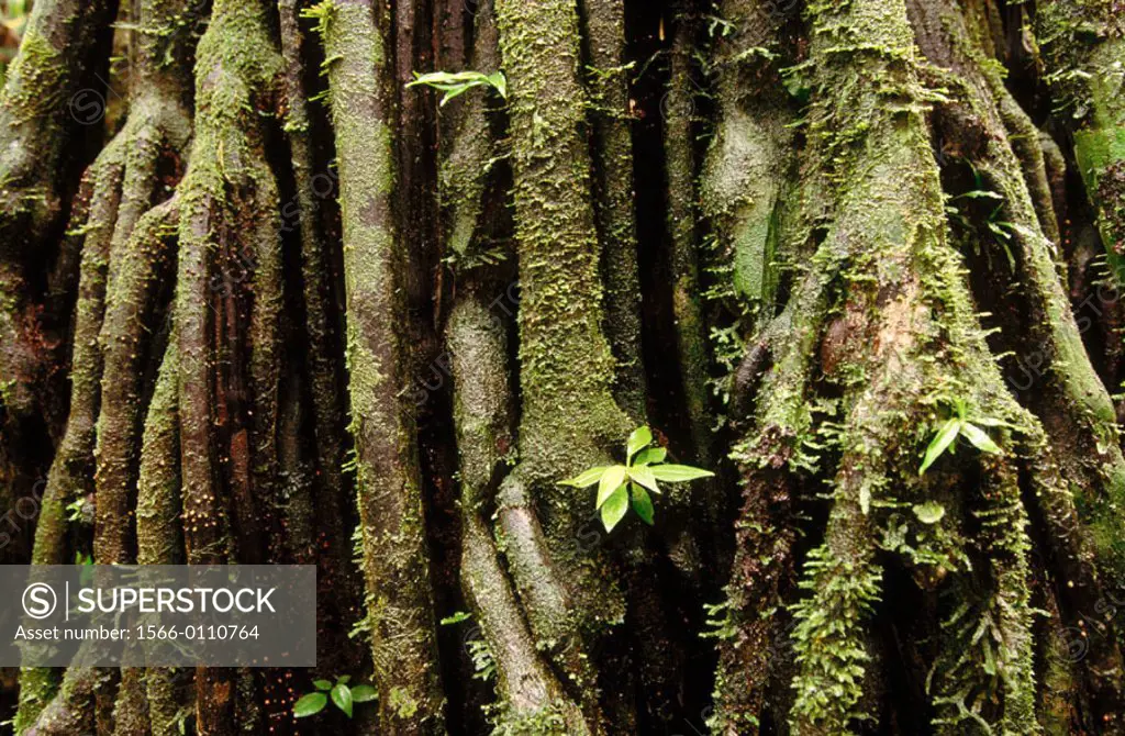 Palm (Iriartea sp.). Amazon Forest. Manu National Park. Peru