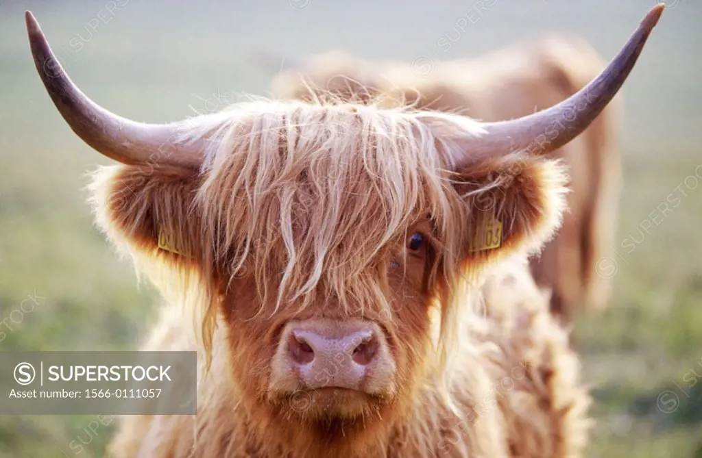 Highland Cow. Scotland