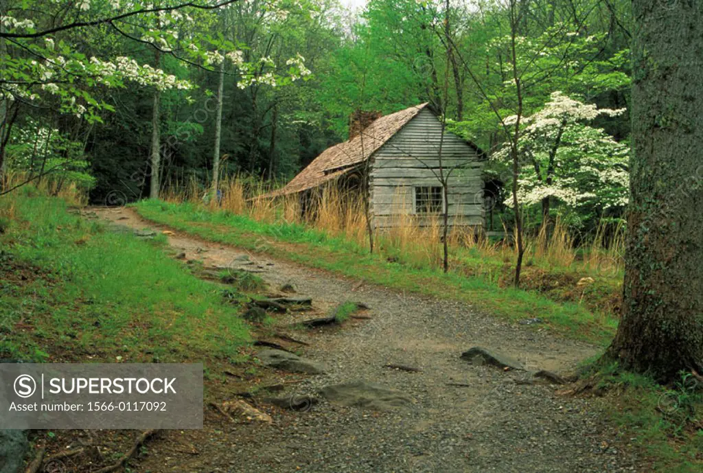 ´Bud´ Ogle Cabin and dogwoods. Great Smoky Mountains National Park. Tennessee. USA