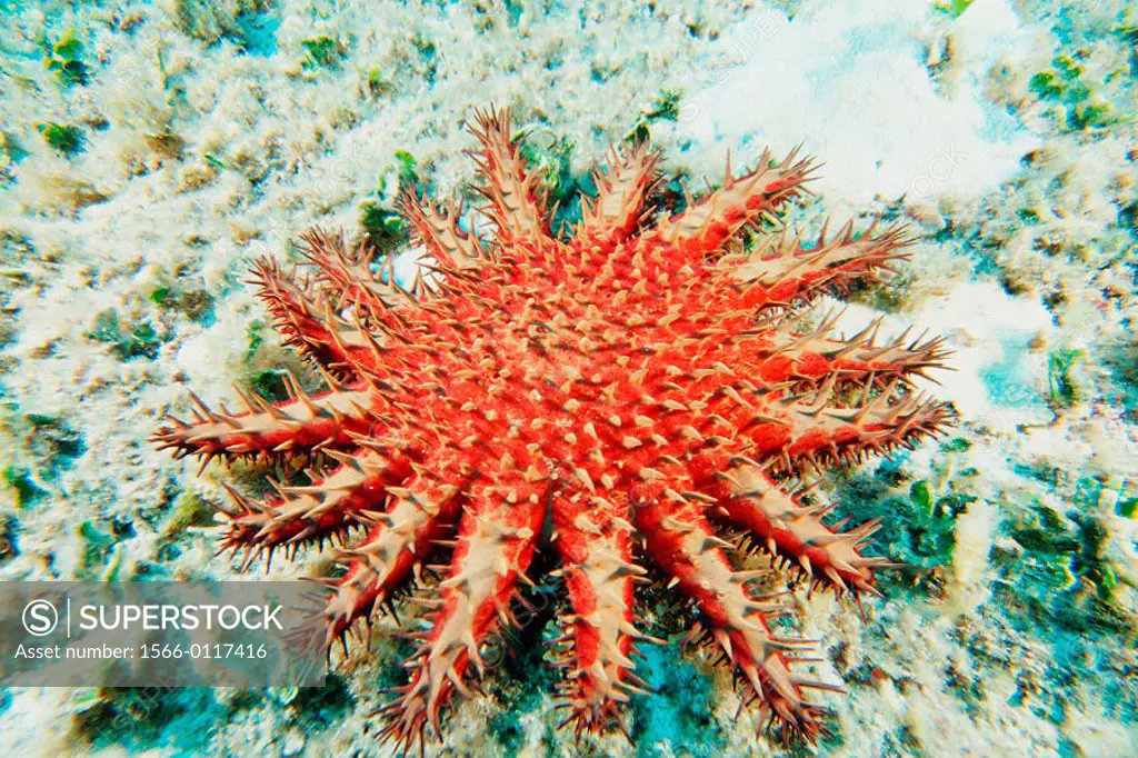 Crown of Thorns starfish (Acanthaster planci). Kaneohe Bay, Oahu. Hawaii. USA