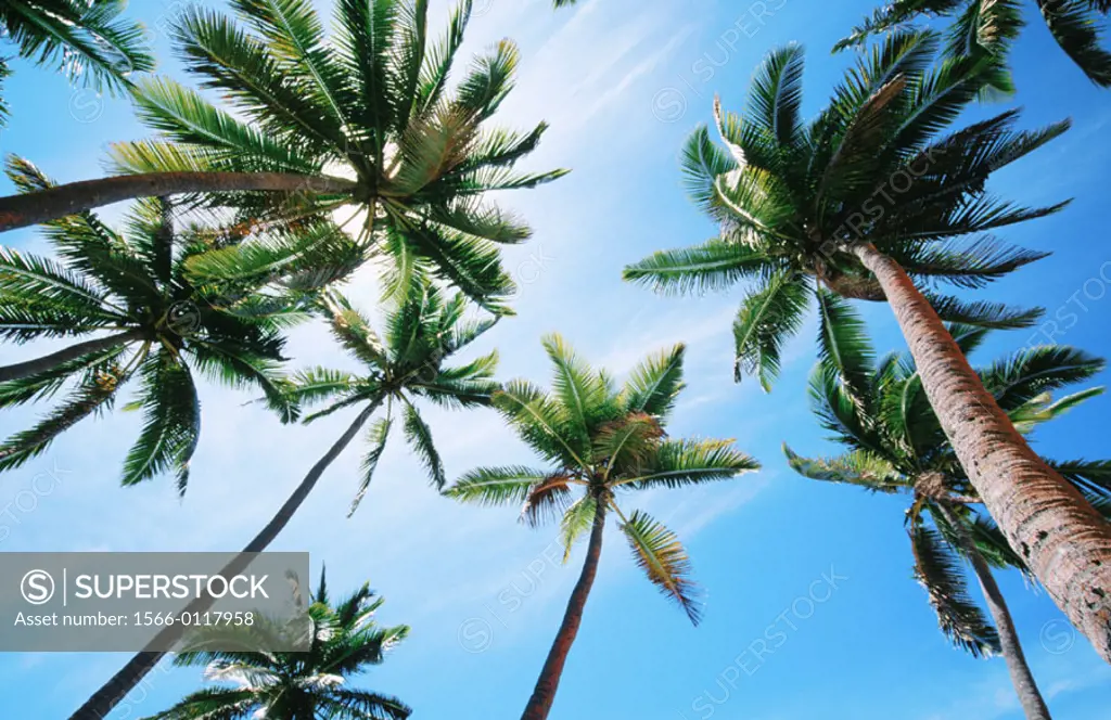Coconut palms. Viti Levu. Fiji Islands