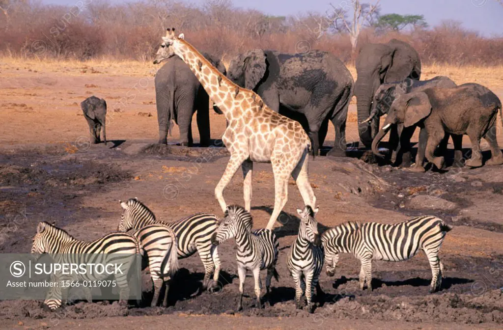 Zebras, giraffe and African Elephants. Hwange NP. Zimbabwe