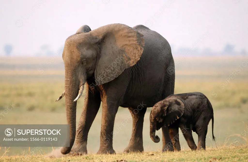African Elephants (Loxodonta africana), mother and young. Chobe National Park. Botswana
