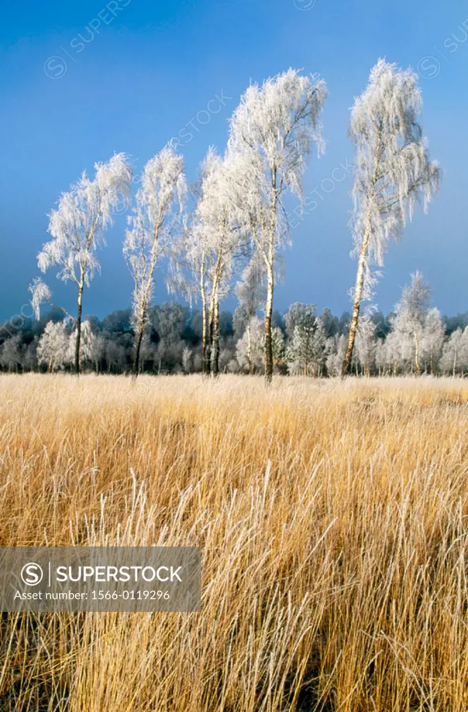 Silver Birch (Betula pendula) and grasses coated in hoar frost. Scotland. UK