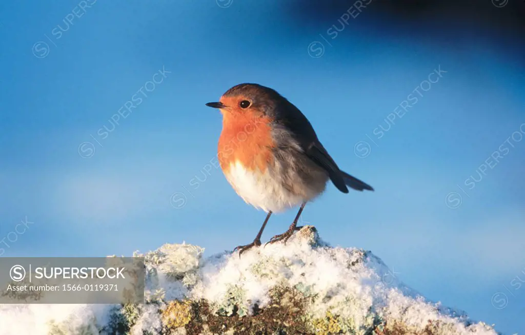 Robin (Erithacus rubecula). Perched on branch in snow. Strathspey. Scotland. UK
