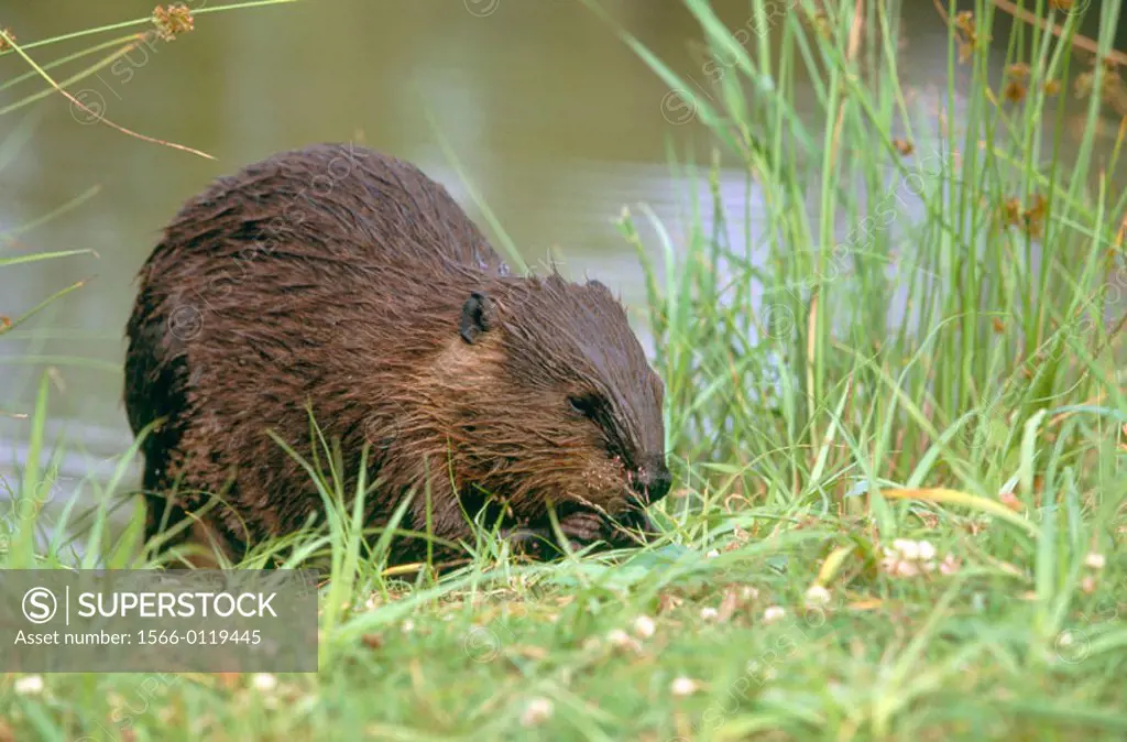 Canadian Beaver (Castor canadensis), adult feeding on riverbank. Michigan. USA