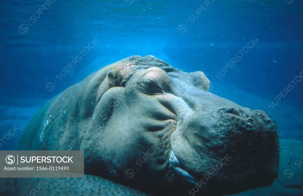 Hippopotamus under water (Hippopotamus amphibius). San Diego zoo. California. USA