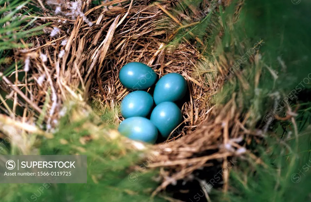 Robin´s eggs in nest. Colorado. USA