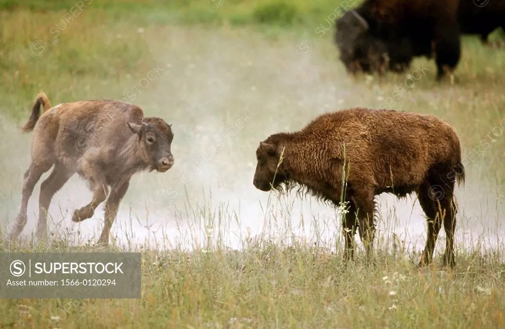 Bisons (Bison bison)