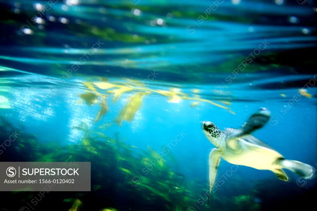 Green Sea Turtle (endangered) swimming in ocean, digital composite