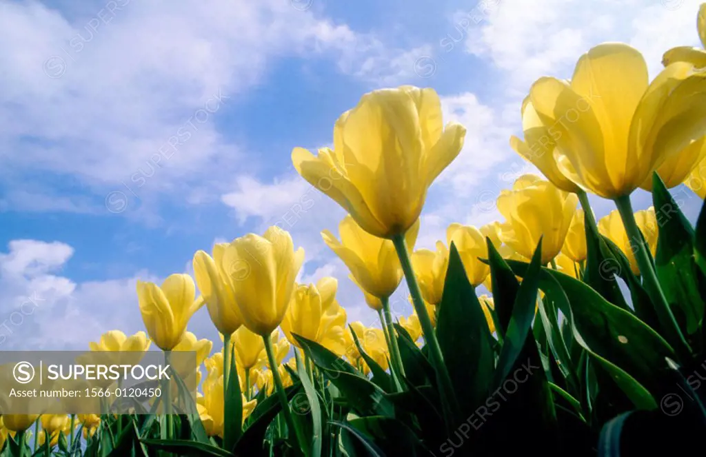 Yellow tulips. Skagit Valley. Mount Vernon. Washington. USA.