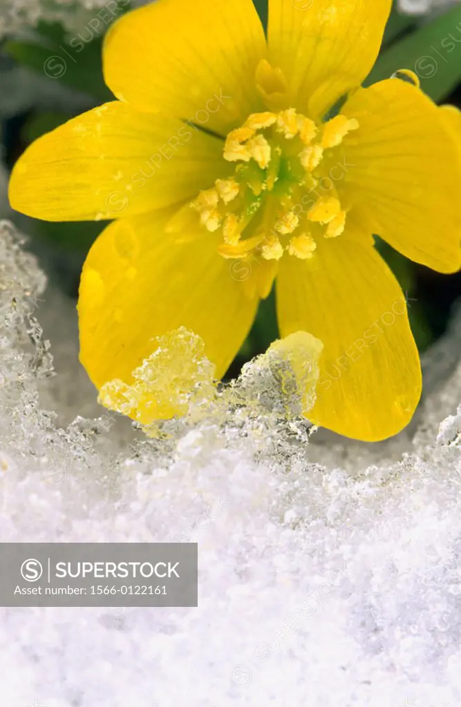 Winter Aconite (Eranthis hyemalis)