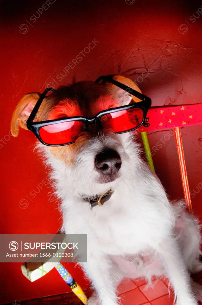 Jack Russell Terrier wearing sunglasses while sitting in rocking chair against red wall