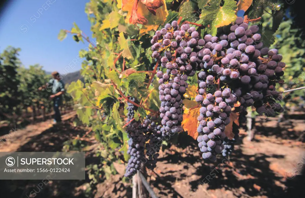 Cabernet grapes vineyard. Carmel valley. California. USA