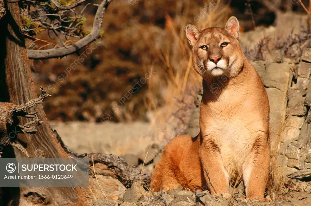 Cougar (Felis concolor). Montana. USA