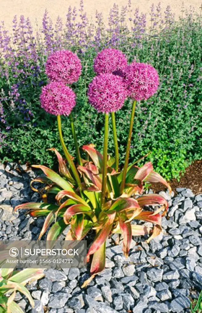 Giant allium (Allium giganteum)