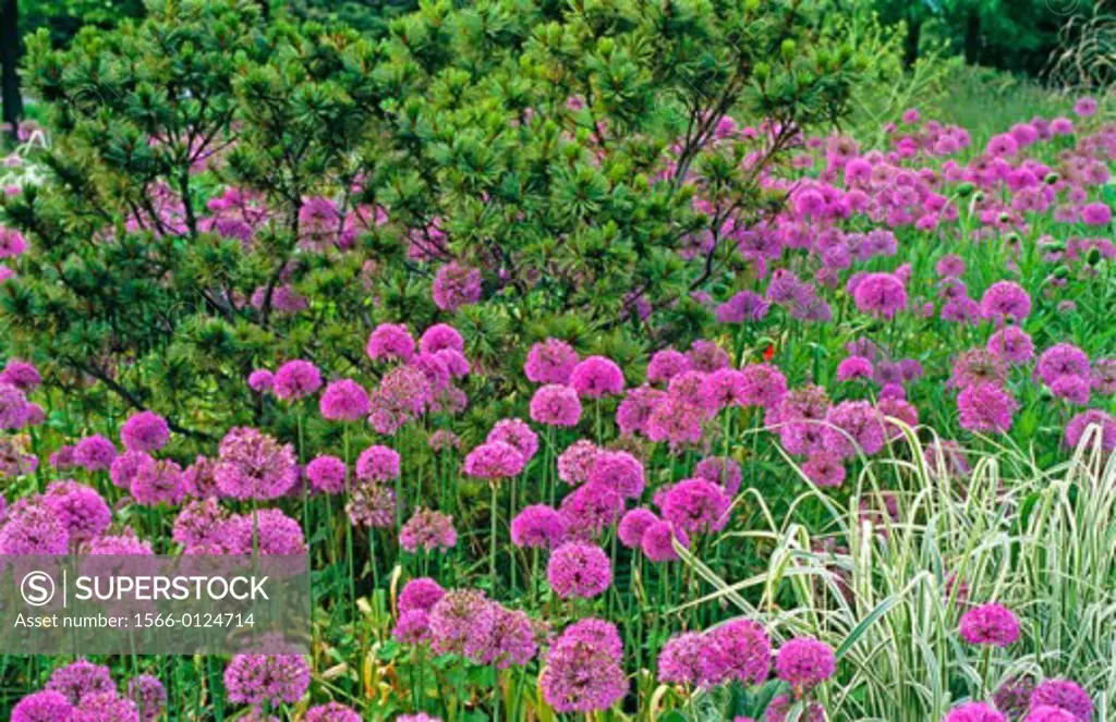 Allium aflatunense