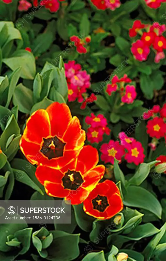 Tulip (Tulipa Apeldoorn Elite)