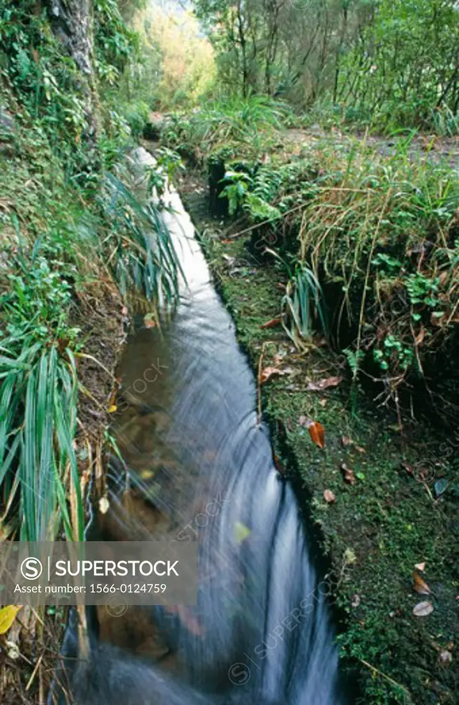 Hiking trail at a levada, Ribeiro Frio, Madeira, Portugal