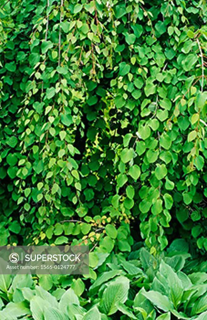 Katsura tree (Cercidiphyllum japonicum ´Pendulum´)
