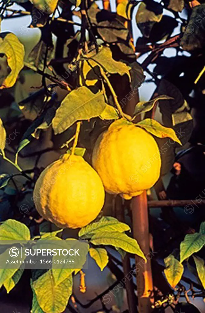 Citron (Citrus medica)