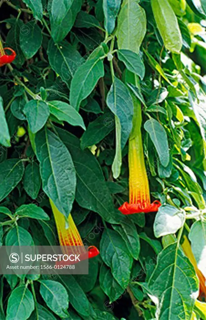 Red Angel´s trumpet (Brugmansia sanguinea)