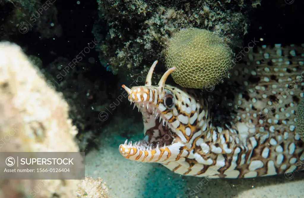 Colorful, elusive dragon moray eel