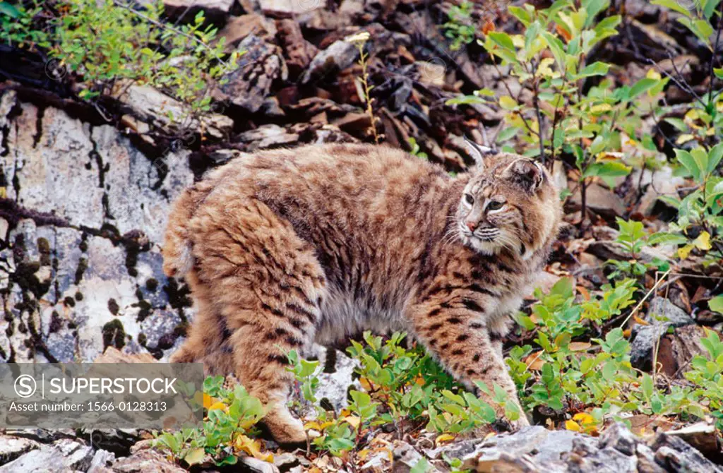 Bobcat (Lynx Rufus). Kalispell. Montana. USA