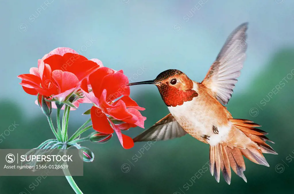 Rufous Hummingbird, Male, and red geranium