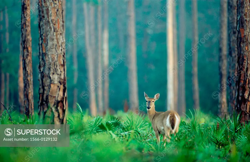 White-tailed deer (Odocoileus Virginianus) in slash pine forest. Highlands Hammock. Florida. U.S.A