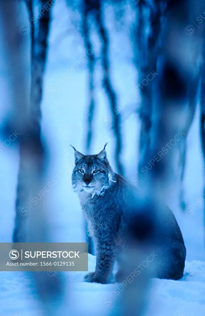 Lynx (Lynx lynx). Norway