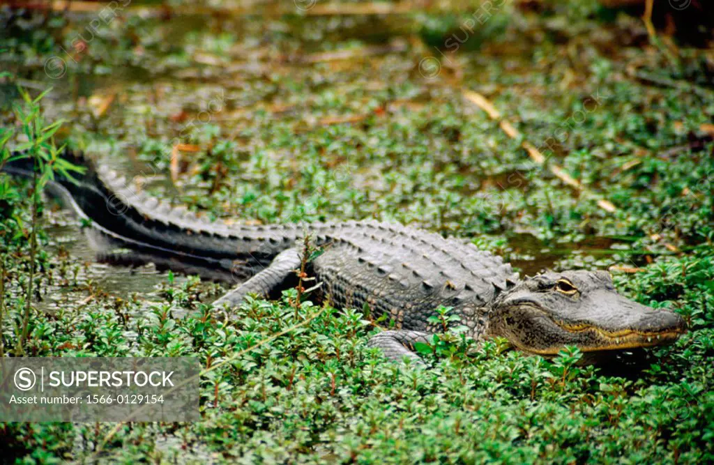 An american alligator (Alligator Mississippiensis). Everglades. Florida. U.S.A