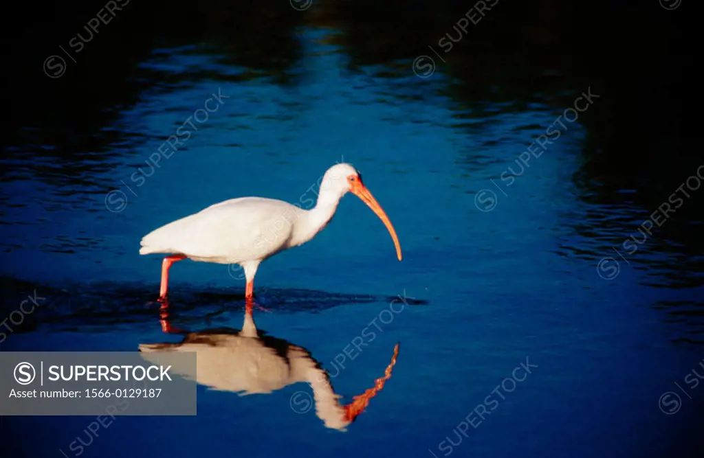 White ibis (Eudocimus Albus). Sanibel Island. Florida. U.S.A