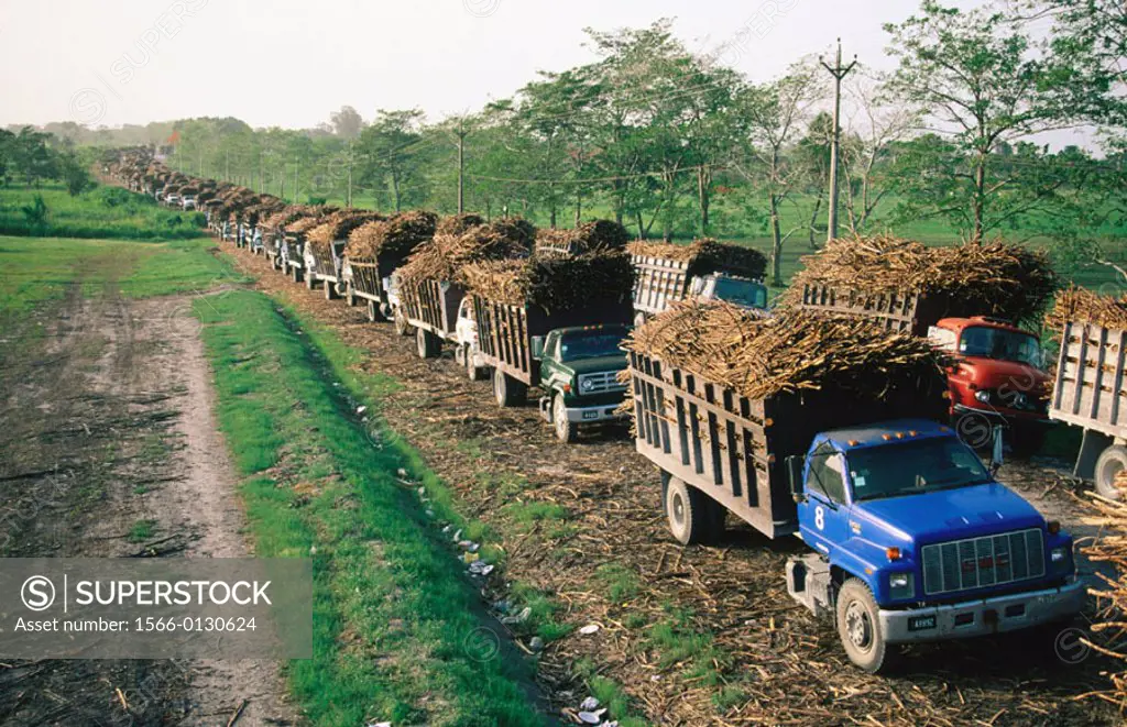 Sugar cane trucks head for sugar factory. Belize