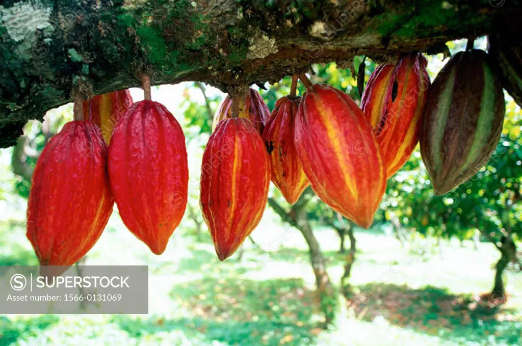 Cacao seed pods. Trinidad and Tobago